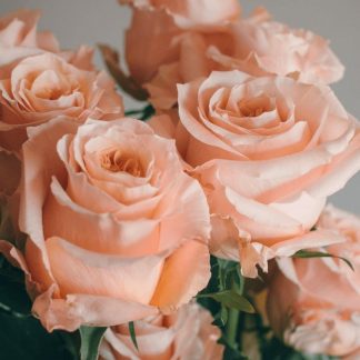 Чайно-гібридні