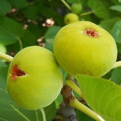 Адриатический