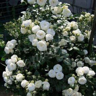 Флорібунди