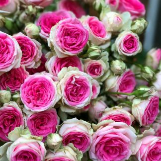 Спреї, Бордюрні