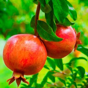 Саджанці Гранату